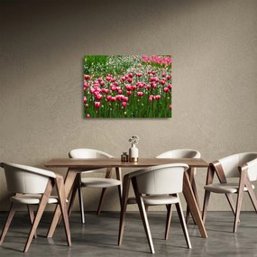 Obraz na szkle tulipanów (70x50 cm)