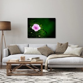 Obraz kwiatu róży (70x50 cm)