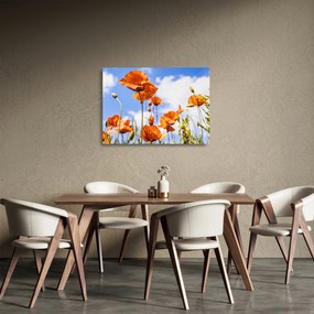 Obraz na szkle - maki (70x50 cm)