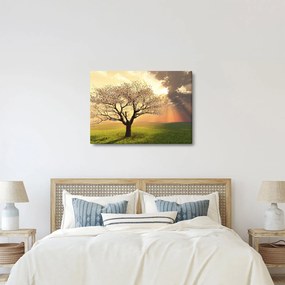 Obraz drzewa na łące (70x50 cm)