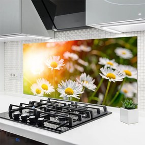 Panel Szklany Stokrotki w Promieniach Słońca