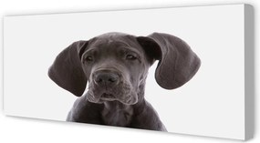 Fotoobraz na płótnie Portret Brązowego Psa