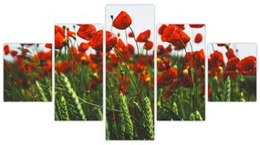 Obraz maków na wietrze (125x70 cm)