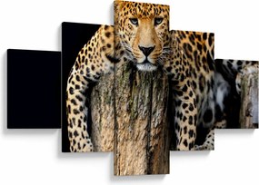 Obraz - Gepard (125x70 cm)