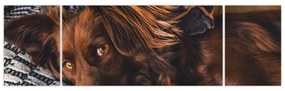 Obraz leżących psów (170x50 cm)