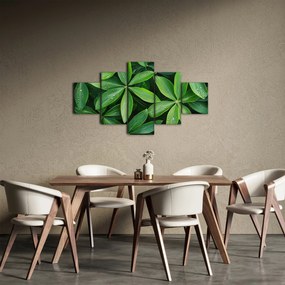 Obraz - Liście z kroplami rosy (125x70 cm)