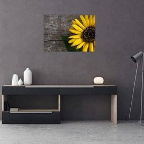Obraz - Kwiat słonecznika (70x50 cm)
