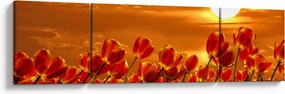 Obraz kwitnącego pola z tulipanami (170x50 cm)