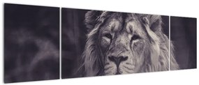 Obraz lwa (170x50 cm)