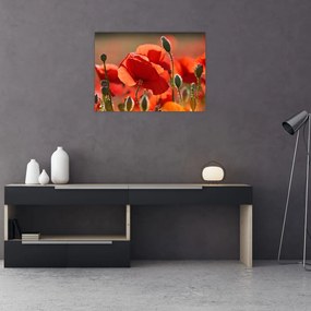 Obraz na szkle - maki (70x50 cm)