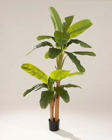 Bananowiec w doniczce 210 cm