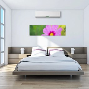 Obraz - polny kwiat (170x50 cm)