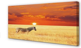 Obraz drukowany na płótnie Zebra na Polu o Zachodzie Słońca