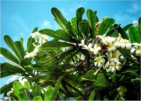 Obraz na szkle - Plumeria (70x50 cm)