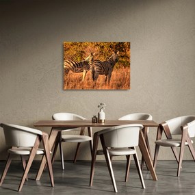 Obraz na szkle zebr (70x50 cm)