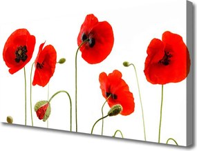 Obraz na płótnie Maki w Letnim Słońcu