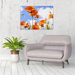 Obraz na szkle - maki (70x50 cm)