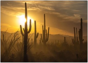 Obraz na szkle - Kaktusy Saguaro (70x50 cm)