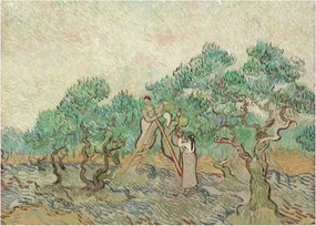 Obraz na szkle - Vincent van Gogh, The Olive Orchard, reprodukcje (70x50 cm)