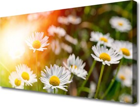 Obraz canvas Stokrotki w Promieniach Słońca
