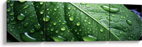 Obraz - Szczegół liścia po deszczu (170x50 cm)