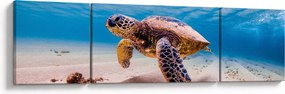 Obraz żółwia w oceanie (170x50 cm)