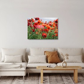 Obraz na szkle pola maków (70x50 cm)