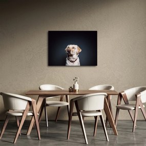 Obraz labradora (70x50 cm)