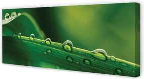 Obraz drukowany na płótnie Źdźbło Trawy z Kroplą
