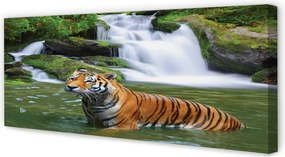 Zdjęcie na płótnie Tygrys przy Wodospadzie