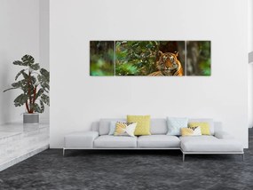 Obraz odpoczywającego tygrysa (170x50 cm)