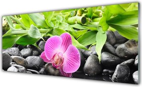 Szkło Dekoracyjne do Kuchni Wyrafinowana Orchidea Doniczkowa