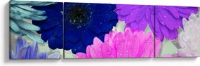 Obraz kolorowych kwiatów (170x50 cm)