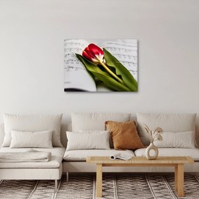 Obraz czerwonego tulipana (70x50 cm)