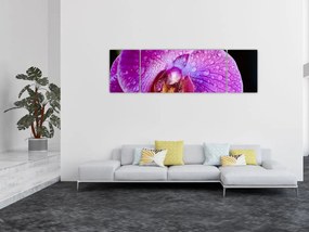 Zbliżenie kwiatu orchidei (170x50 cm)