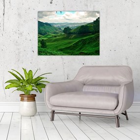 Obraz - Plantacje herbaty w Malezji (70x50 cm)