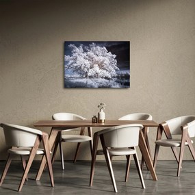 Obraz - Śnieżnobiałe drzewo (70x50 cm)