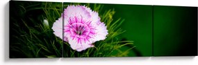 Obraz kwiatu róży (170x50 cm)