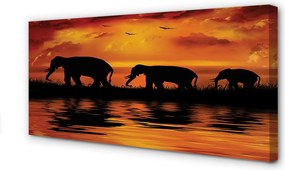 Zdjęcie na płótnie Słonie nad Jeziorem o Zachodzie