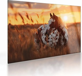 Obraz na szkle - Koń o zachodzie słońca (70x50 cm)