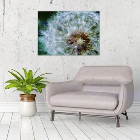 Obraz przekwitniętego dmuchawca (70x50 cm)