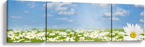 Obraz kwitnącej łąki ze stokrotkami (170x50 cm)
