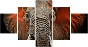 Obraz - Słonie z Tsavo (125x70 cm)