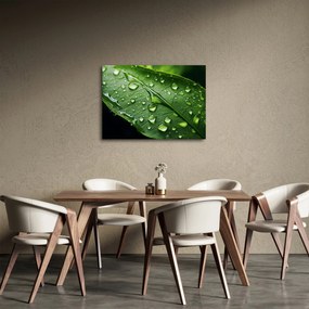 Obraz - Liść po deszczu (70x50 cm)