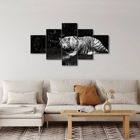 Obraz - Tygrys albinos, czarno - biały (125x70 cm)