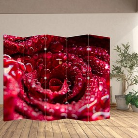 Parawan - Czerwony kwiat róży (210x170 cm)
