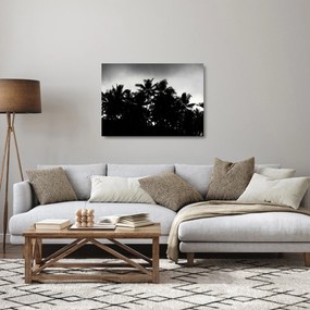 Obraz na szkle czarno - biały - palmy (70x50 cm)