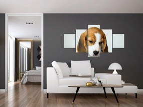 Obraz Beagle (125x70 cm)