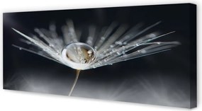 Obraz drukowany na płótnie Kryształowy Dmuchawiec w Makro
