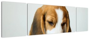 Obraz Beagle (170x50 cm)